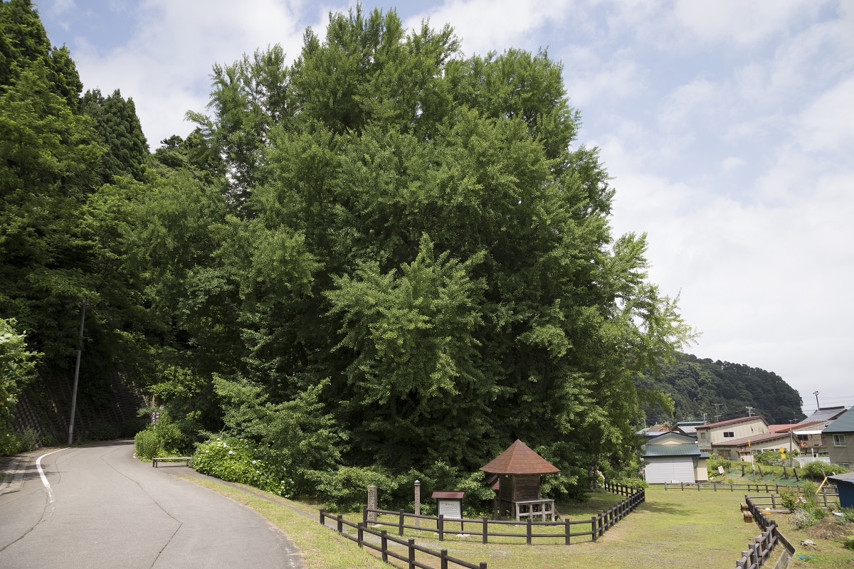 ▲樹齢1000年以上、高さ31m、幹回り22mの日本一大きな銀杏。